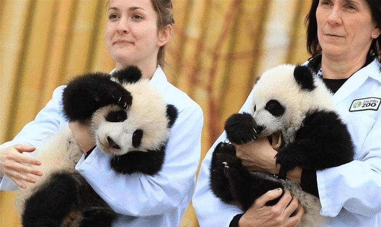 2021年加拿大称养不起熊猫提前送回?熊猫有多烧钱,1年吃700万?
