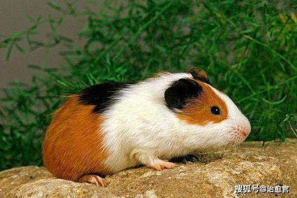 龙猫_品种_兔子