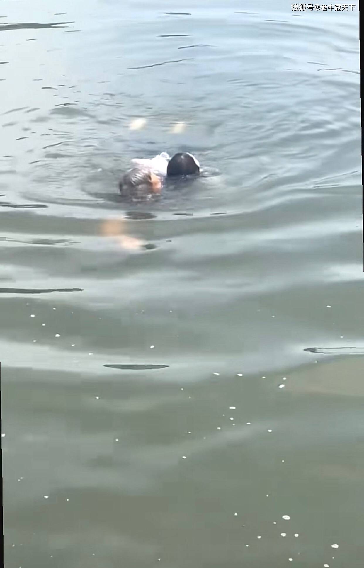 白发老人西湖勇救落水女子,救人方式堪称"教科书级别"值得借鉴和学习