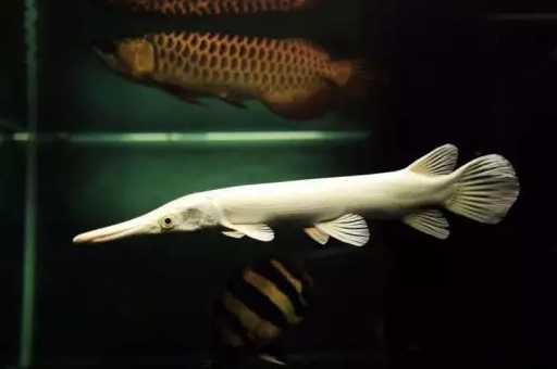 龙鱼单养久了,为了更有生气有美感而选择混养!