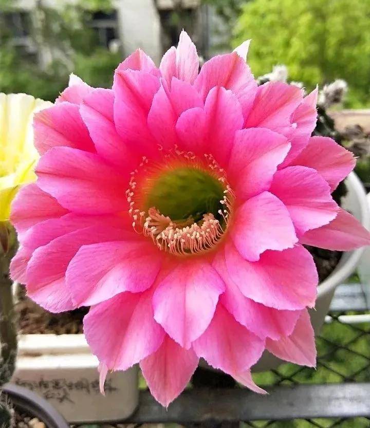 仙人球开花,多种颜色,多种姿态