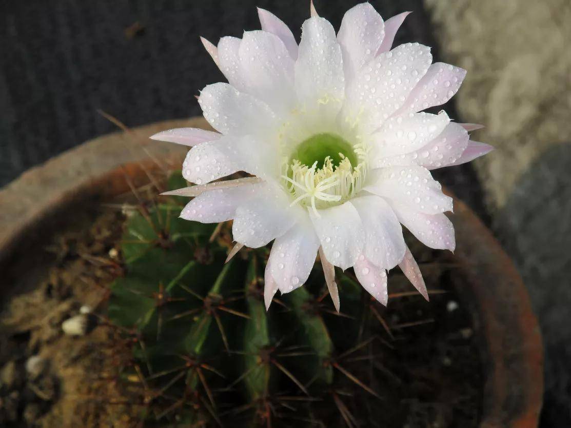 仙人球开花,多种颜色,多种姿态