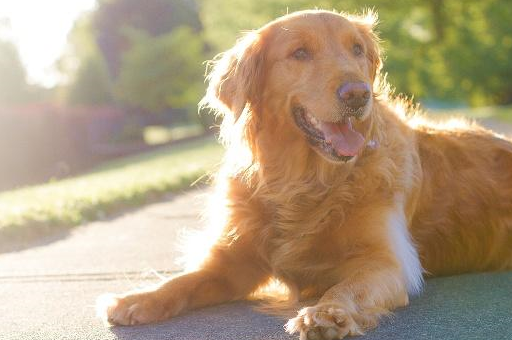 你家狗狗排第几?