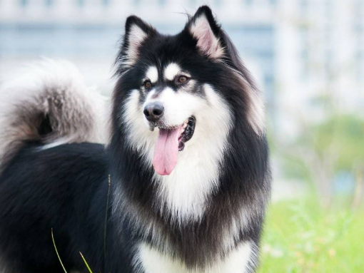 宠物界的"雪橇三傻",阿拉斯加,哈士奇,萨摩耶,你最喜欢谁?