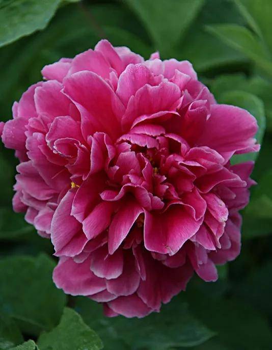 五彩缤纷,色彩斑斓的芍药花