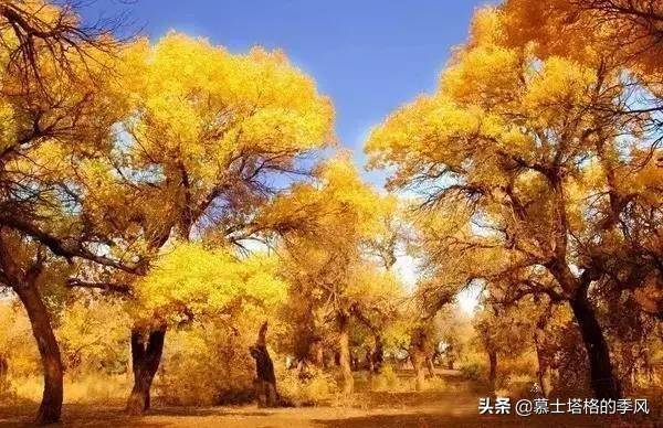 一生一定要去看次胡杨林,金秋十月