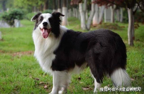 佛山买比熊犬首页网站(佛山南海区)买比熊犬最好去哪里买