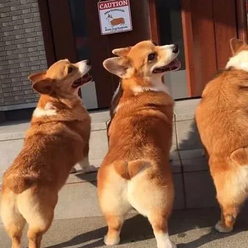 牵着五只柯基出门,身后还跟着只泰迪,路人纷纷侧目:啥家庭啊?