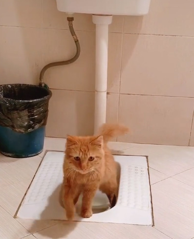 真的太乖巧了 它还会自己上厕所 捡了一只流浪猫