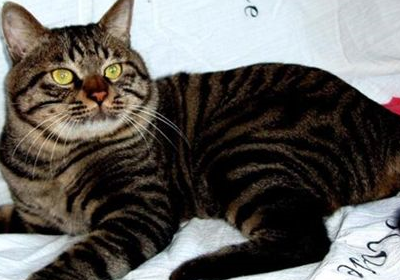 养豹子老虎犯法,但养"豹纹""虎斑"的猫却可以,野性又漂亮!