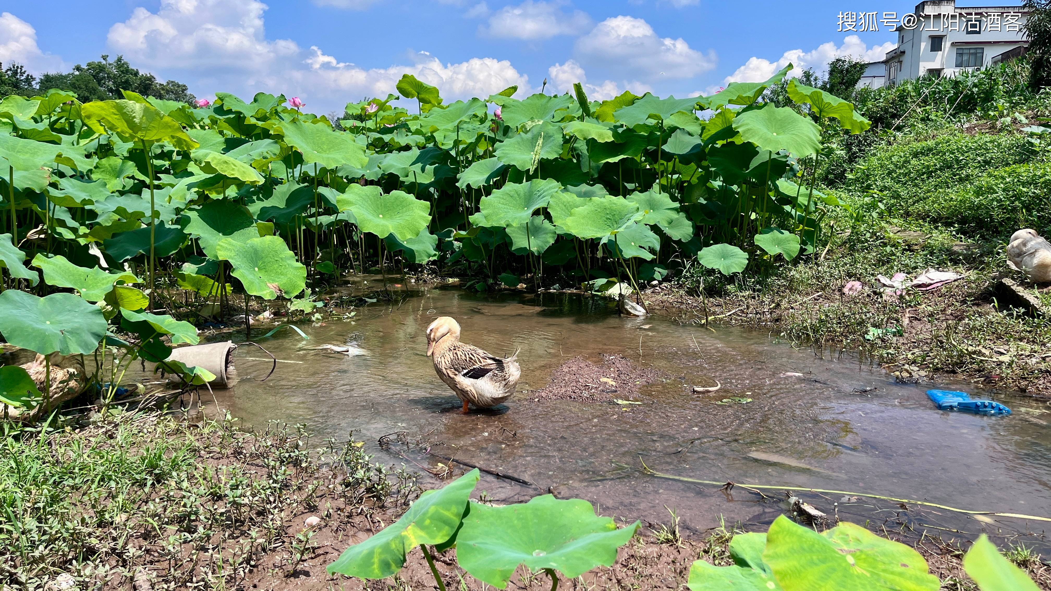 夏天风景图真实图片