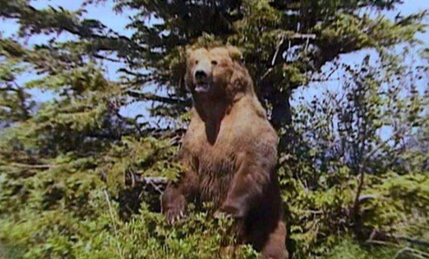 美国护熊奇人提摩西:和女友护熊13年,夜宿保护区时,双双被熊吃