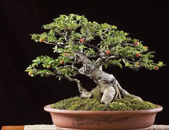 花卉盆景喜阳还是耐阴,教您观叶辨阴阳