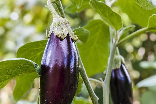 三伏天吃茄子,对身体有4个好处,但这些禁忌不可大意