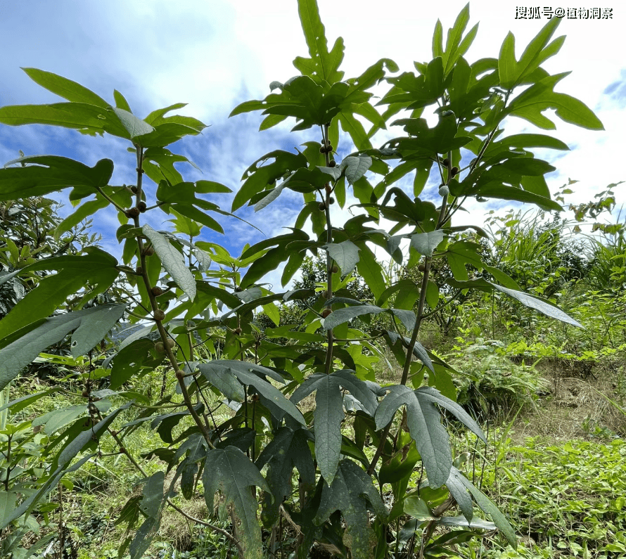 叶片像人的手掌,俗称"五指毛桃",根可煲汤,奶香味浓,遇到别错过!