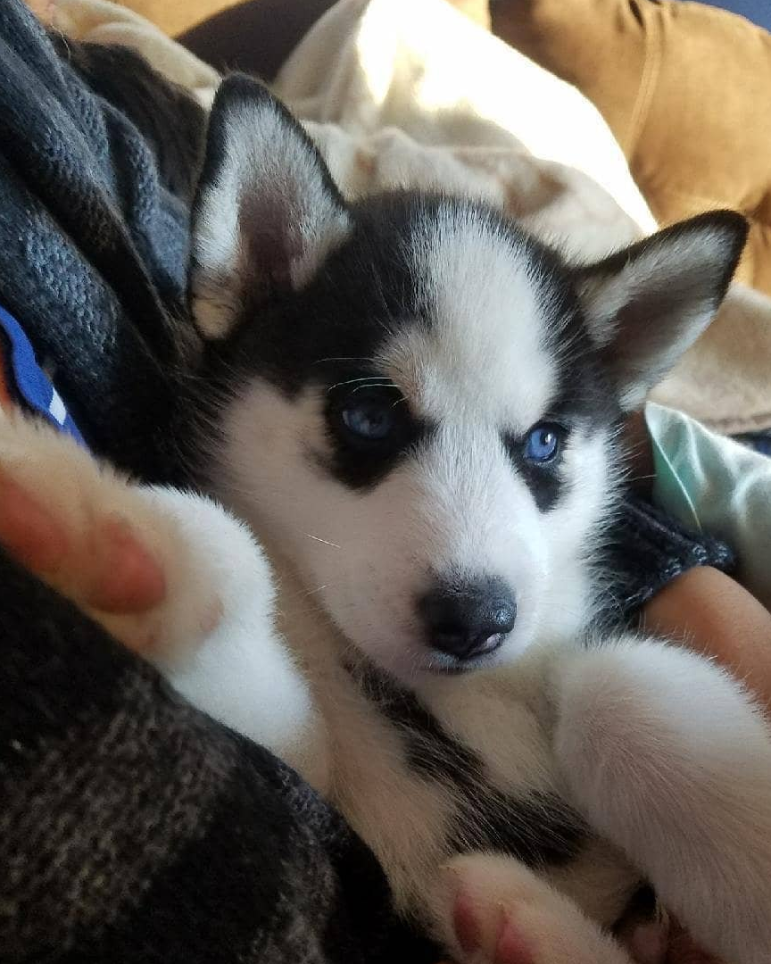 哈士奇的智商真的不低,人家只是勇于坚持自己的独特想法而已!