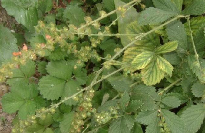 农村不起眼的一种野草,名叫"仙鹤草",它的功效你们知道吗