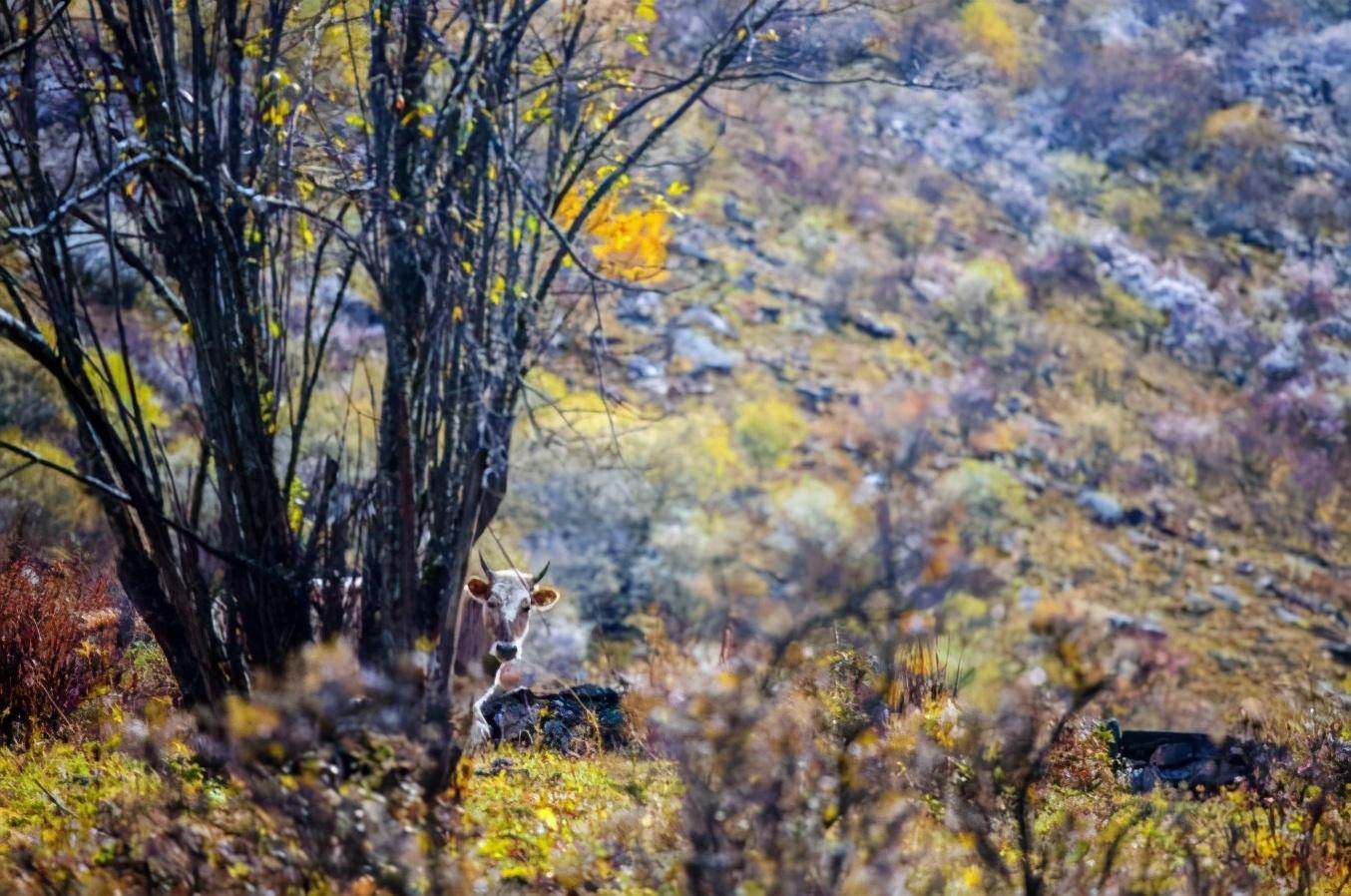 四川美得让人羡慕