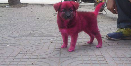 彩色狗狗很可爱,但是有谁知道它们长期被虐待,命不久矣