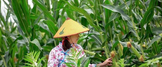 93年,保定一农妇在麦地里看到一头"死猪",后牵出24具女性尸体