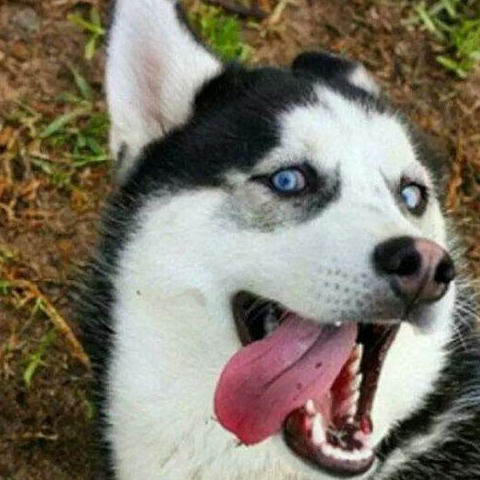 二哈二到不认识自己的主人?网友:养了三年还当室友是主人