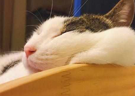猫咪正在睡觉,二货主人突发奇想,这一举动把网友们都笑喷了!