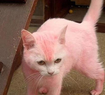 铲屎官给猫染色过新年,猫咪全身粉嫩嫩萌翻了,却遭网友指控虐猫