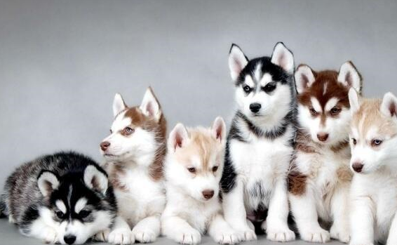 工作犬品种有哪些,世界工作犬排行榜_能力_狗狗_性格