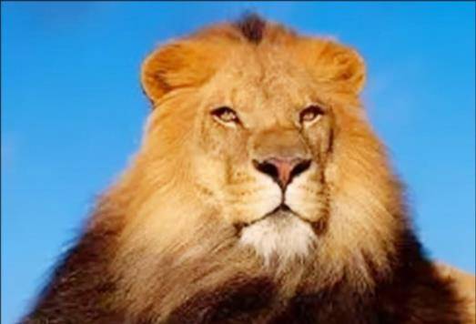 有学者认为,狮子在古人看来只是"异国动物"或"异国动物",而不是"灵兽"