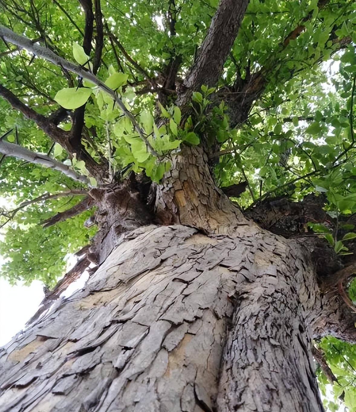 桑柘木图片大全图片