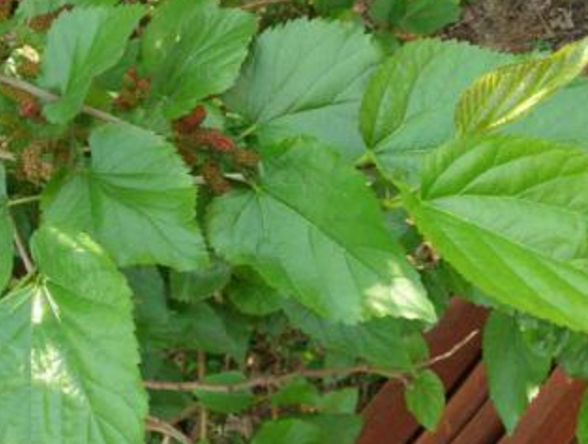 嘴上起了个泡,老公半夜带回"这个"让我泡水喝,竟然治好了!