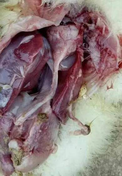 综合分析结果通过临床症状及剖检症状初步判断为流感与浆膜炎混合感染