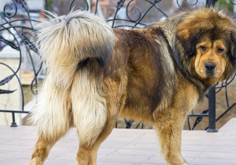 欧洲皇室专供獒犬,被誉为"欧洲獒王",体积是藏獒的2倍