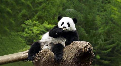 比熊猫还珍贵的"国宝",全球仅存3只,美国疑似发现第4只行踪?