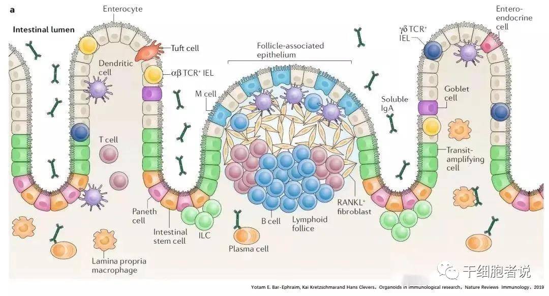 全方位了解类器官,看这篇就够了