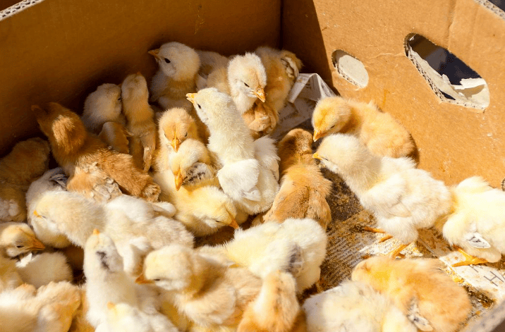 小鸡晚上待在纸箱里会被冻死吗?本文讲解!