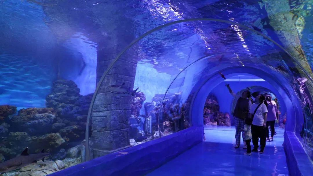 2024鹏新嘉定海洋世界门票价格 营业时间 游玩攻略_表演_深海_梦幻