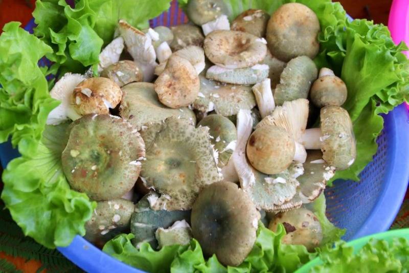 打卡玉溪100家小店丨北城兴隆菌子园——玉溪野生菌美食江湖的传奇