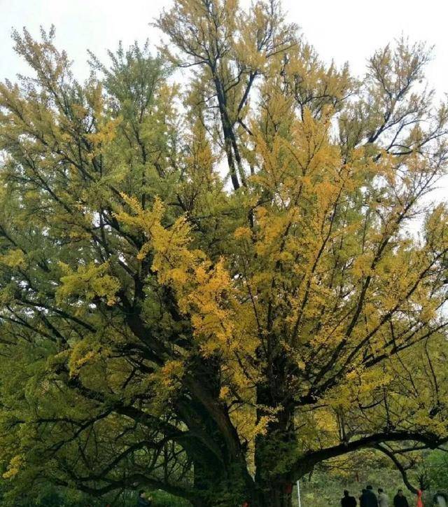 秦汉时期,为了防止匈奴入侵在边关要塞种榆树,为啥不种别的树?