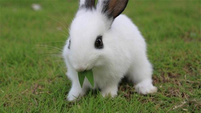 老祖宗说:"兔子不吃窝边草",其实下半句才经典,却少有