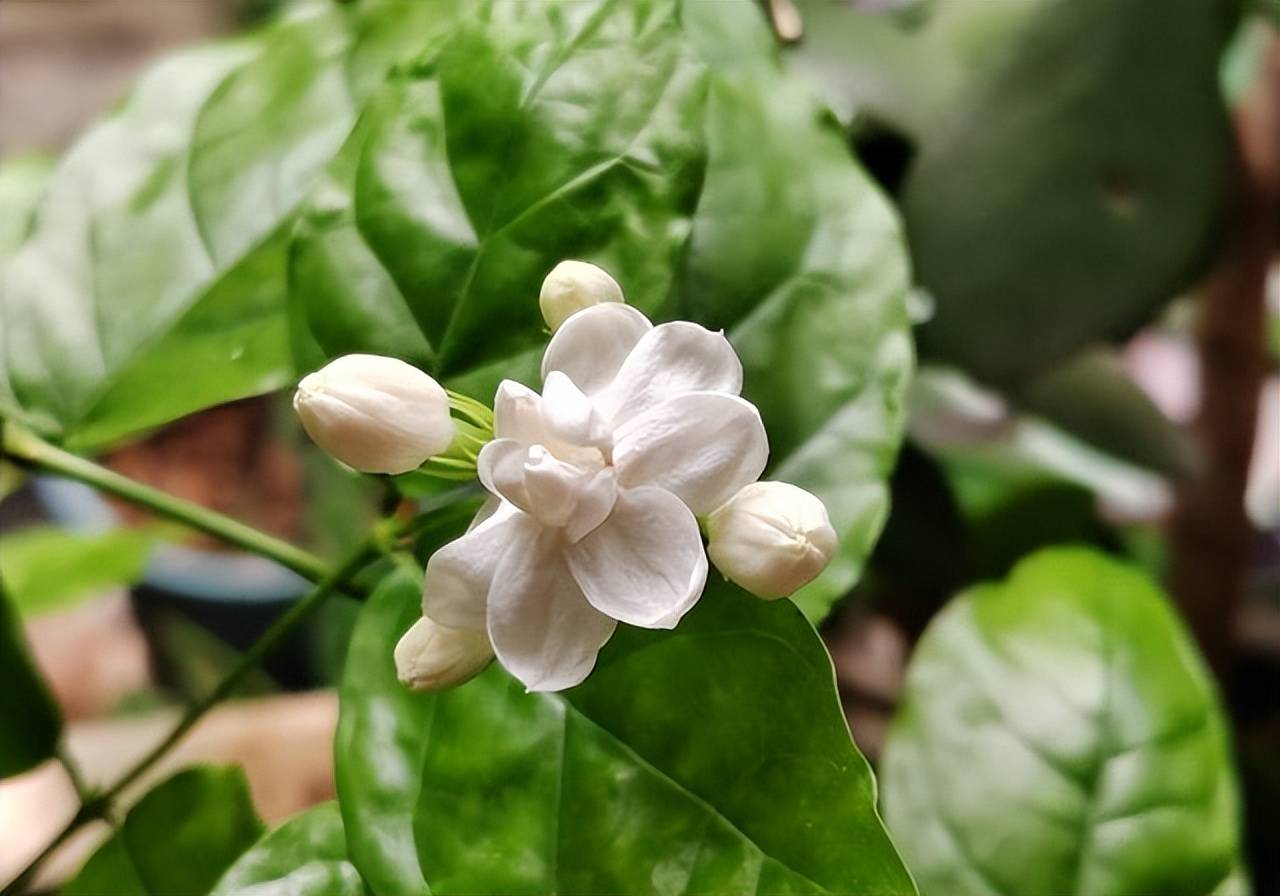 好一朵美丽的茉莉花