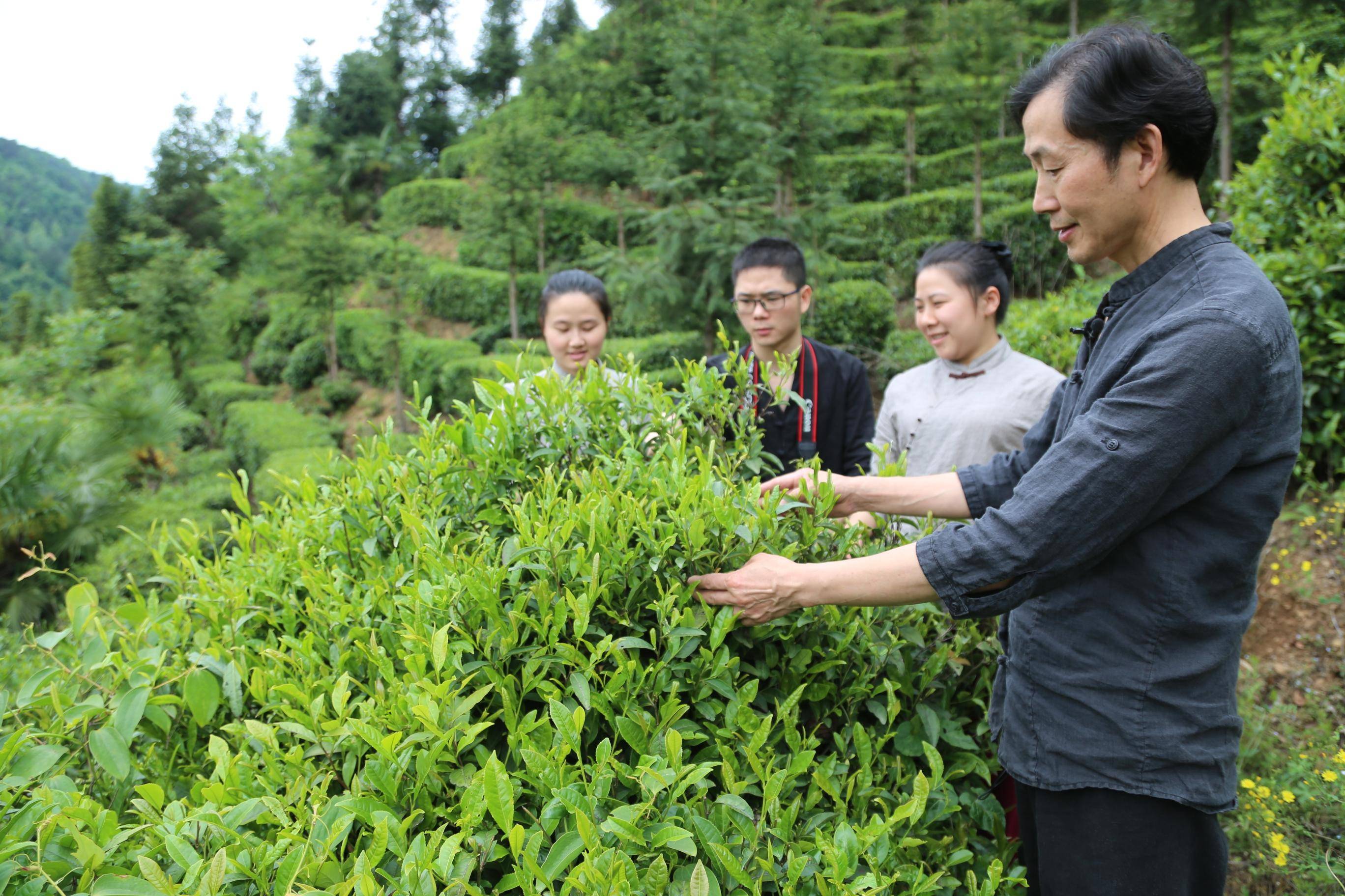 人物通讯:一生一"事",栾礼周,栾师傅手工茶非遗传承人