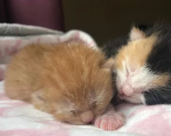 两只小奶猫出生后没多久就被猫妈妈遗弃……