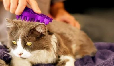 掉毛情况能变好吗?这些你需要知道