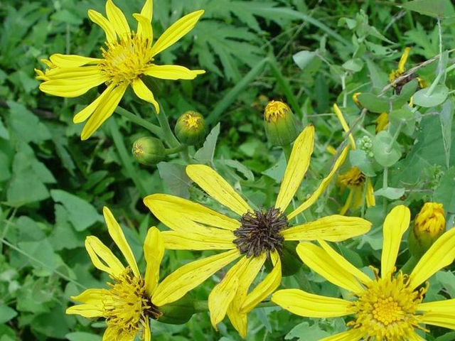 田里这野草作用很大,农民当杂草,殊不知是名贵"风湿草"