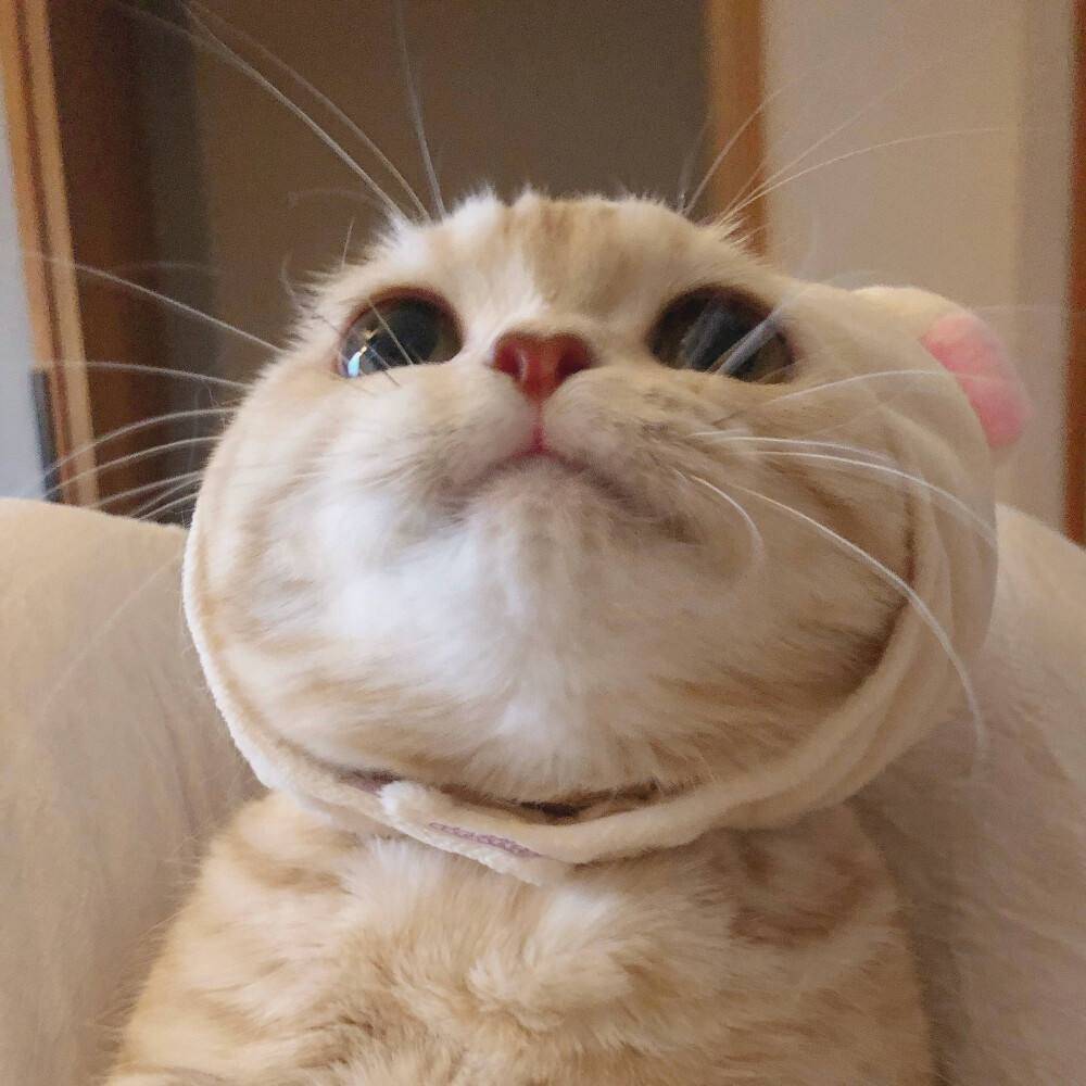 小布丁的欢乐童年成长