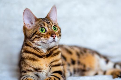 第三名:热带草原猫(萨凡纳猫)萨凡纳猫是实打实的混血儿,有着一般非洲