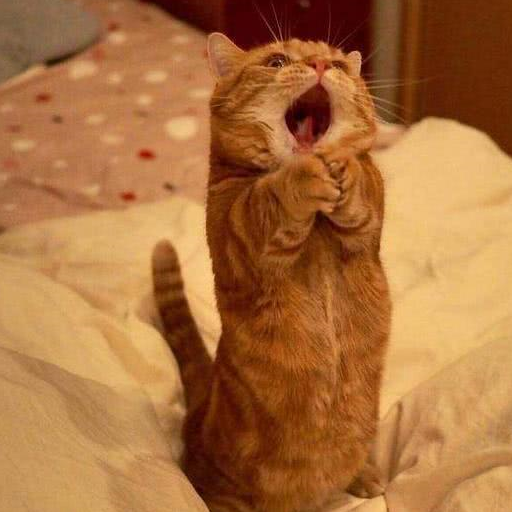 壁纸 动物 狗 狗狗 512_512