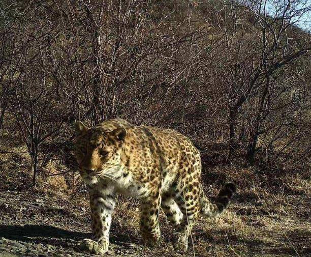 1993年,宁夏护林员被困火海,七年前救助的豹子舍命相助