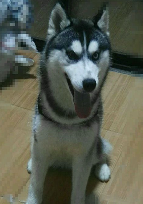 哈士奇意外怀孕,打算生下小狗后认狗爸,却没想到会是这样!